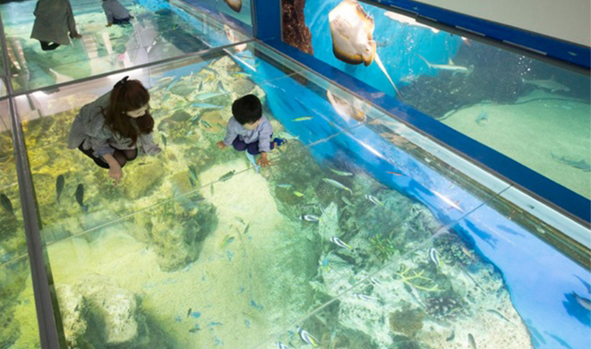 Echizen Matsushima Aquarium